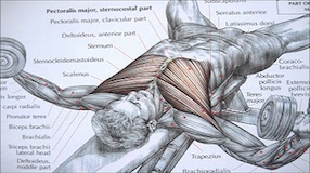 Muscular Strength - Articles